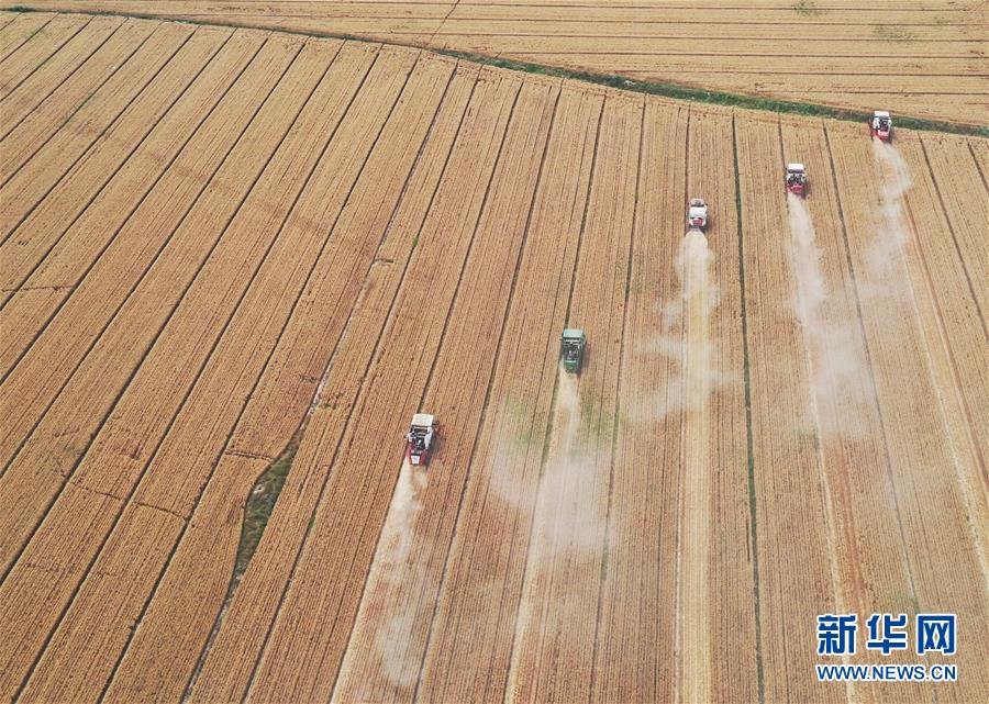 （社會(huì)）（5）“糧王”開(kāi)鐮收麥