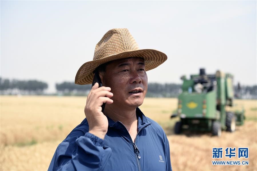 （社會(huì)）（3）“糧王”開(kāi)鐮收麥