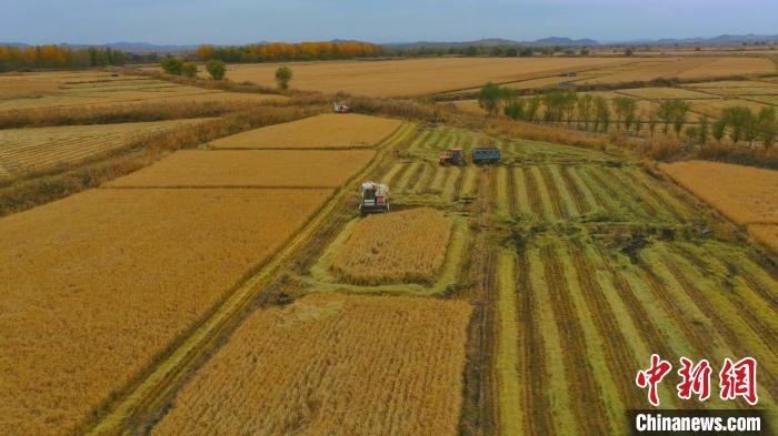 圖為科右中旗杜爾基鎮(zhèn)雙金嘎查的萬畝水稻田進入集中收割期?！≮w殿威 攝