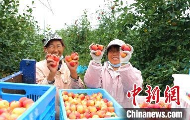 圖為興安盟沙果迎豐收?！】朴仪捌煳麄鞑抗﹫D