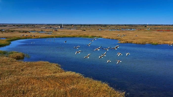 △黃河三角洲擁有天然蘆葦270平方公里，是東北亞內(nèi)陸和環(huán)西太平洋鳥(niǎo)類遷徙重要的“中轉(zhuǎn)站”、越冬地和繁殖地。(總臺(tái)央視記者李煒、程鋮拍攝)