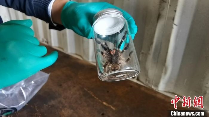 張家港海關(guān)工作人員截獲捕鳥蛛?！⊥踅〕?攝