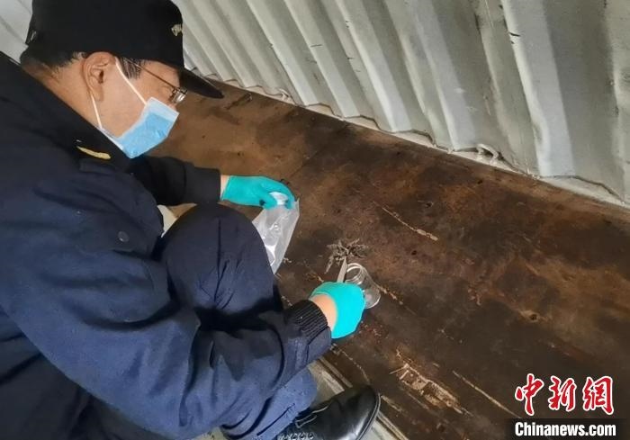 張家港海關(guān)工作人員截獲捕鳥蛛?！⊥踅〕?攝