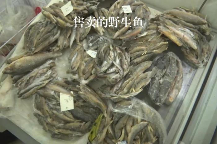 2021年12月6日，督察組現(xiàn)場隨機抽查發(fā)現(xiàn)，保護區(qū)附近餐館仍然存在非法經(jīng)營野生河魚的問題