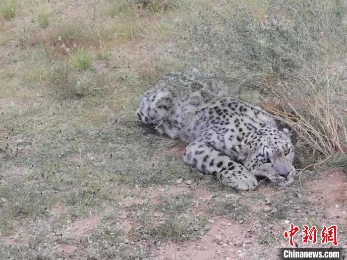 圖為在四子王旗發(fā)現(xiàn)的雪豹(資料圖)?！∷淖油跗炀焦﹫D