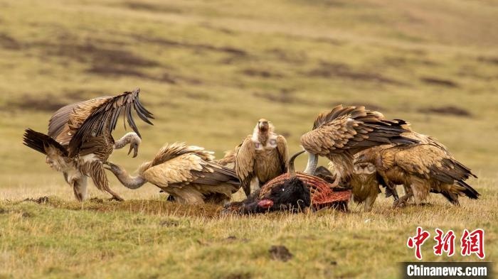 圖為作品《聚會》?！℃夭疾夭爬?攝