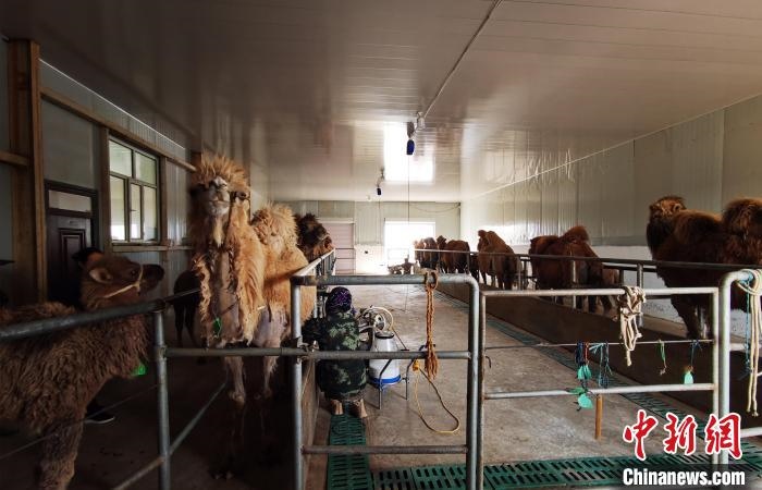 圖為共人正在給駱駝擠奶?！⊥蹰L梅 攝