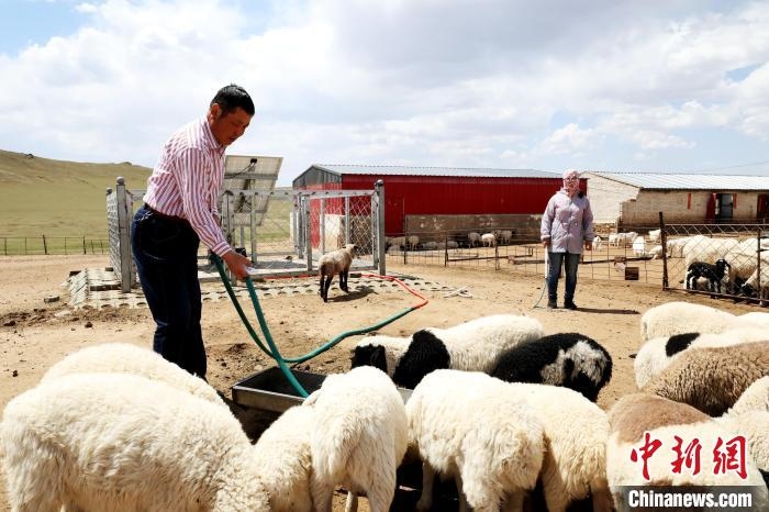 圖為圖門達來在喂羊?！埵鹧?攝