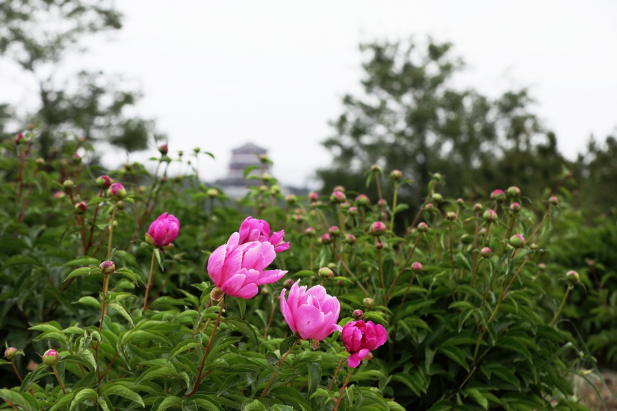 1684937890606532.jpg 7O5A3134.jpg