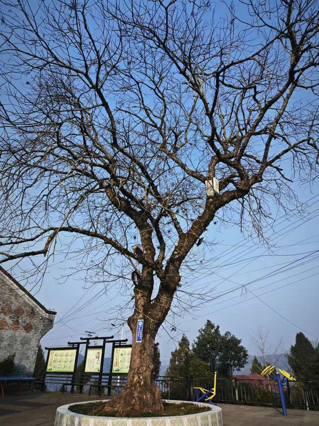 1708352804587082.jpg 老家附近的地標(biāo)古樹.jpg