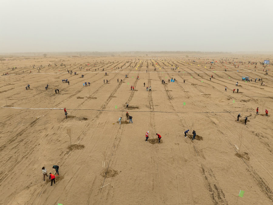 在高力板鎮(zhèn)花道卜和沙木嘎嘎查治理區(qū)，廣大干部群眾手植新綠，播種希望 （攝影：包寶音德力格爾）.JPG