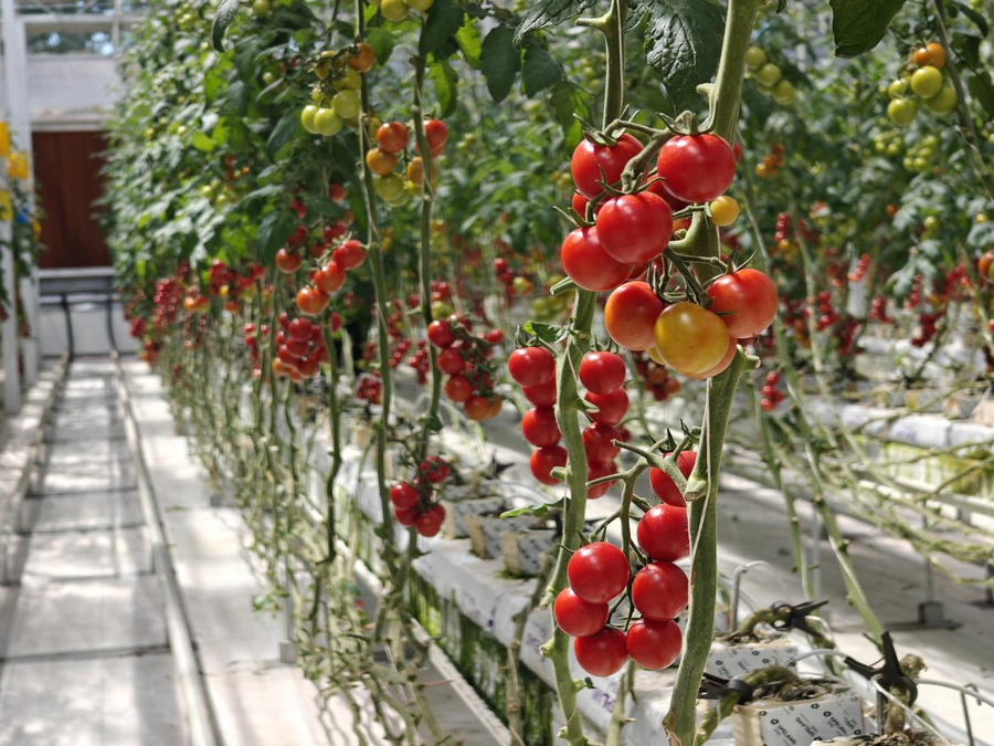 1747365632851512.png 1.png