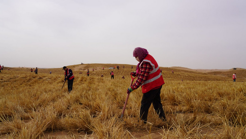 1772265266536692.png 阿拉善治沙人員將一束束稻草扎進沙海穩(wěn)固流沙png.png