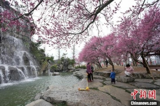 2月23日，市民在乾藝梅園景區(qū)觀賞綻放的梅花。陳興輝 攝