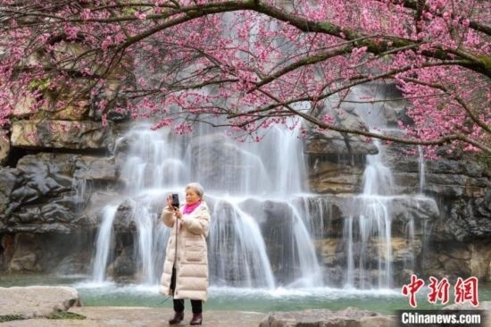 2月23日，市民在乾藝梅園景區(qū)拍攝綻放的梅花。瞿宏倫 攝