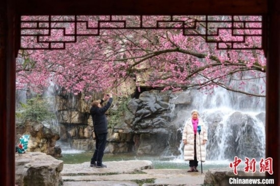 2月23日，市民在乾藝梅園景區(qū)觀賞拍攝綻放的梅花。瞿宏倫 攝