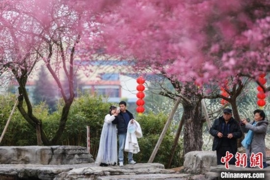 2月23日，市民在乾藝梅園景區(qū)觀賞綻放的梅花。瞿宏倫 攝