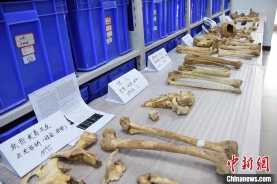 圖為已清理完畢的骨骼標(biāo)本。王宇 攝