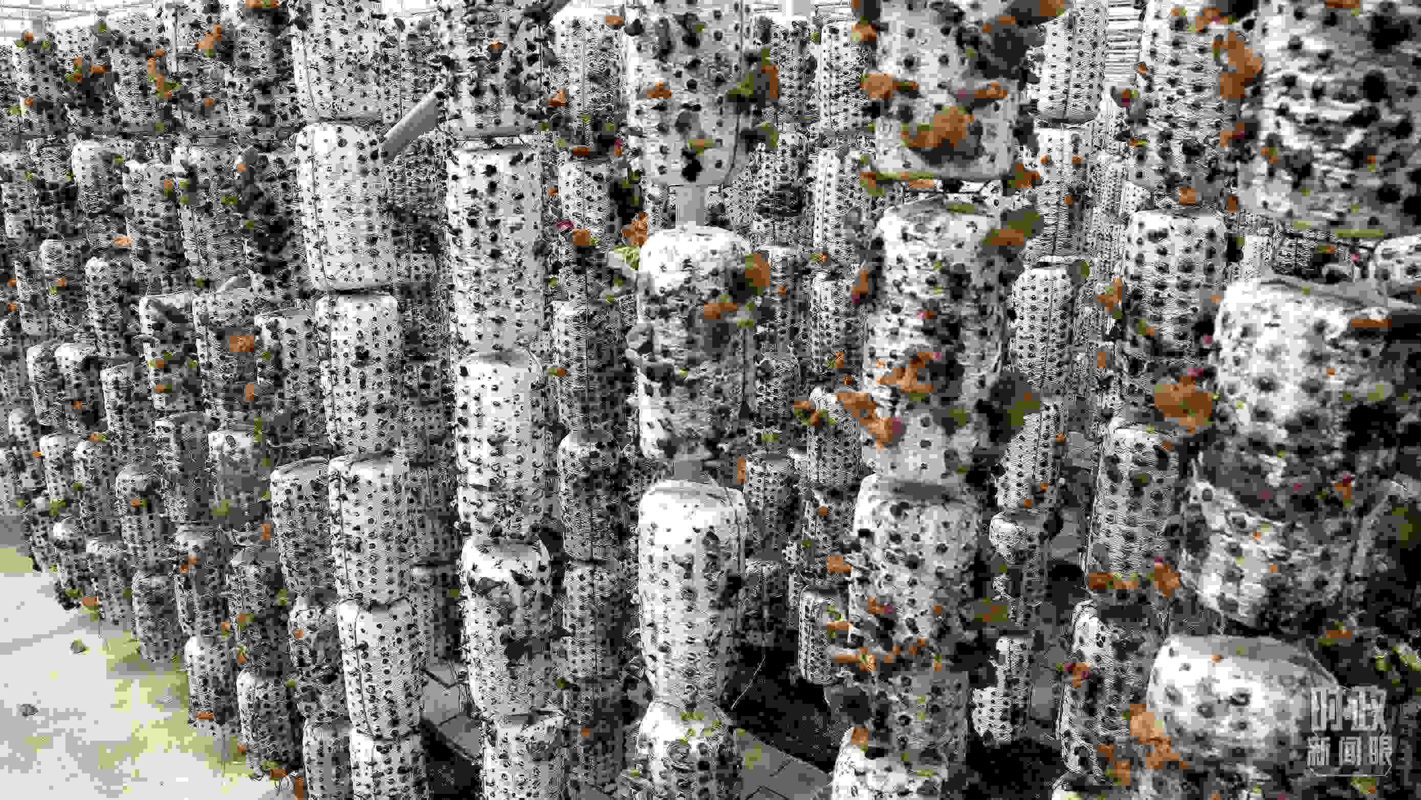 △金米村的小木耳、大產(chǎn)業(yè)。（圖／視覺中國）