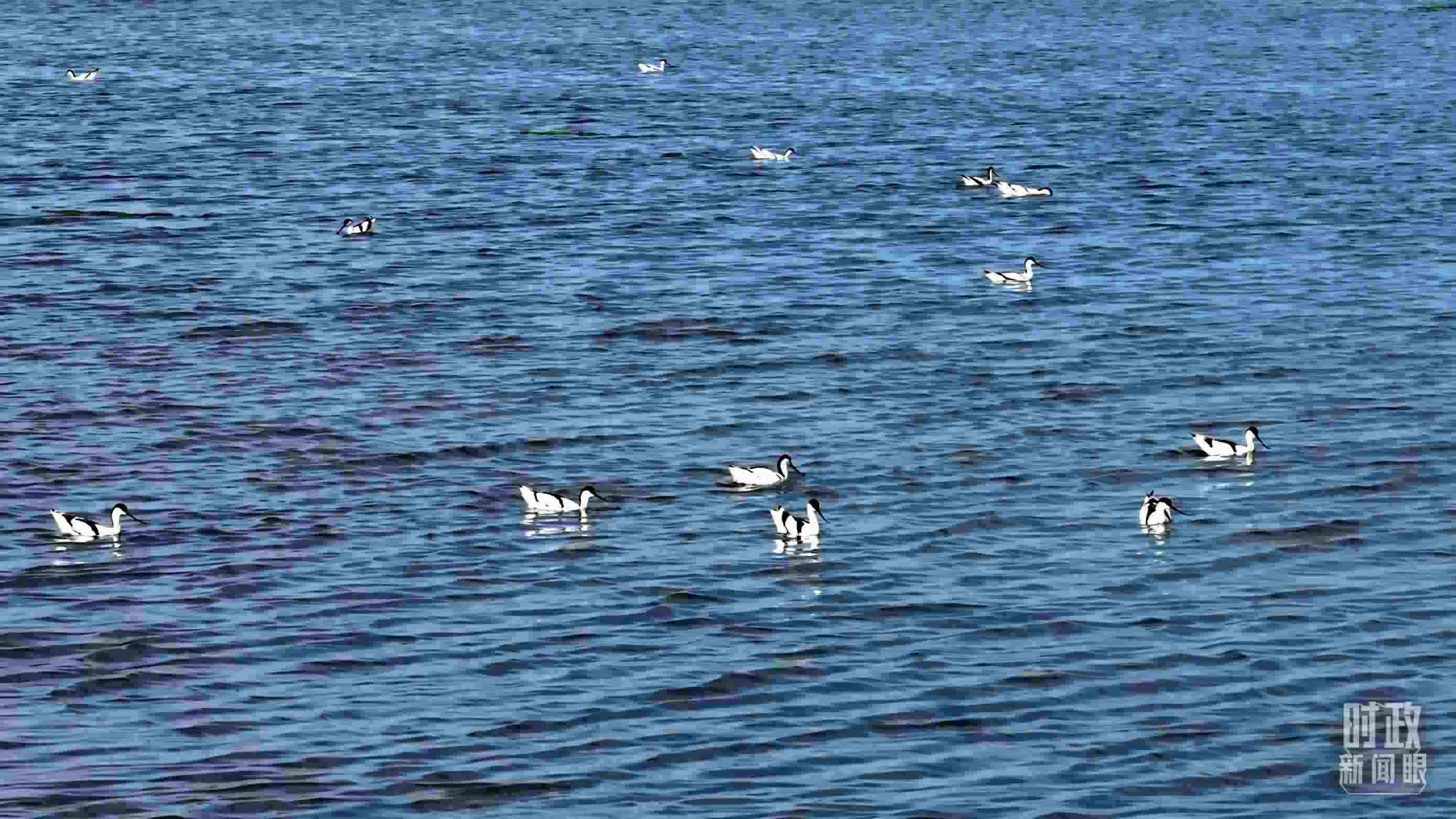 △鹽湖棲息的鳥類。（總臺記者裴大偉、康曉宇拍攝）