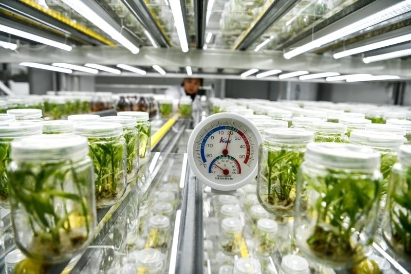 工作人員在貴陽市開陽縣南江蔬菜良種繁育中心的組培中心查看姜苗生長情況（2023年5月23日攝）。新華社記者 楊文斌 攝