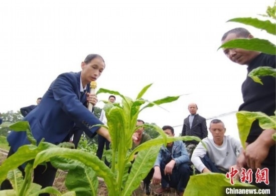 “鄉(xiāng)村學(xué)堂”田間現(xiàn)場(chǎng)教學(xué)。(資料圖) 唐濤華 攝