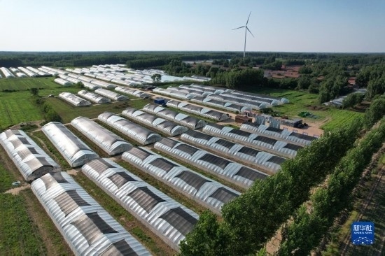 這是6月21日在山東省樂陵市西段鄉(xiāng)岔河村拍攝的東亞飛蝗養(yǎng)殖基地（無人機照片）。新華社記者 范長國 攝