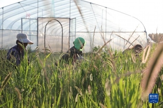 6月21日，山東省樂陵市西段鄉(xiāng)岔河村東亞飛蝗養(yǎng)殖基地的螞蚱養(yǎng)殖戶在割草。新華社記者 范長國 攝