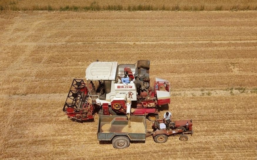 2023年6月14日，在山東省臨邑縣林子鎮(zhèn)，聯(lián)合收割機在收獲小麥。