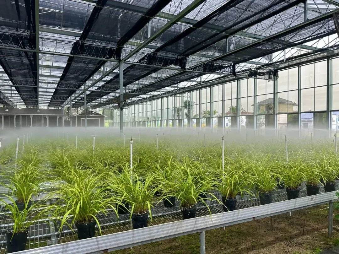 浙江省紹興市柯橋區(qū)漓渚鎮(zhèn)棠棣村的蘭花種植基地。靜玄 攝