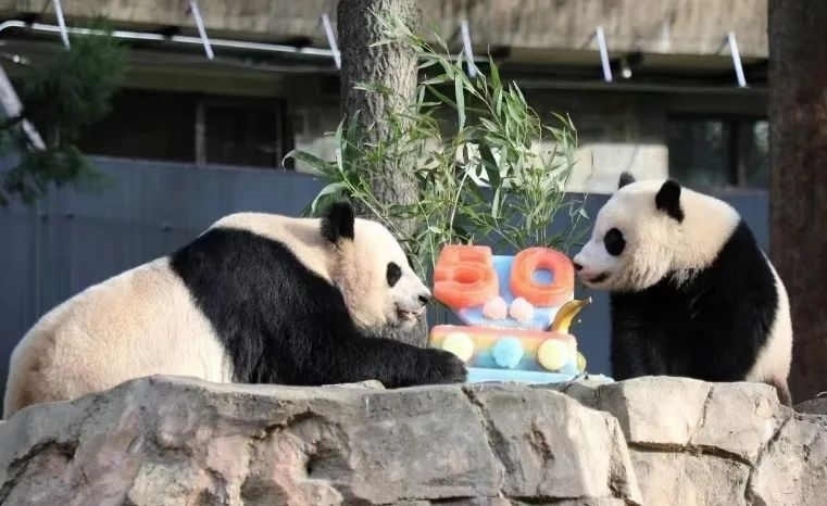 2022年，美國國家動物園舉辦活動慶祝大熊貓抵美50周年，園方為大熊貓“美香”“添添”和“小奇跡”一家三口準備了有“50”字樣的冰凍水果蛋糕。（圖片來源：雅安市廣播電視臺）