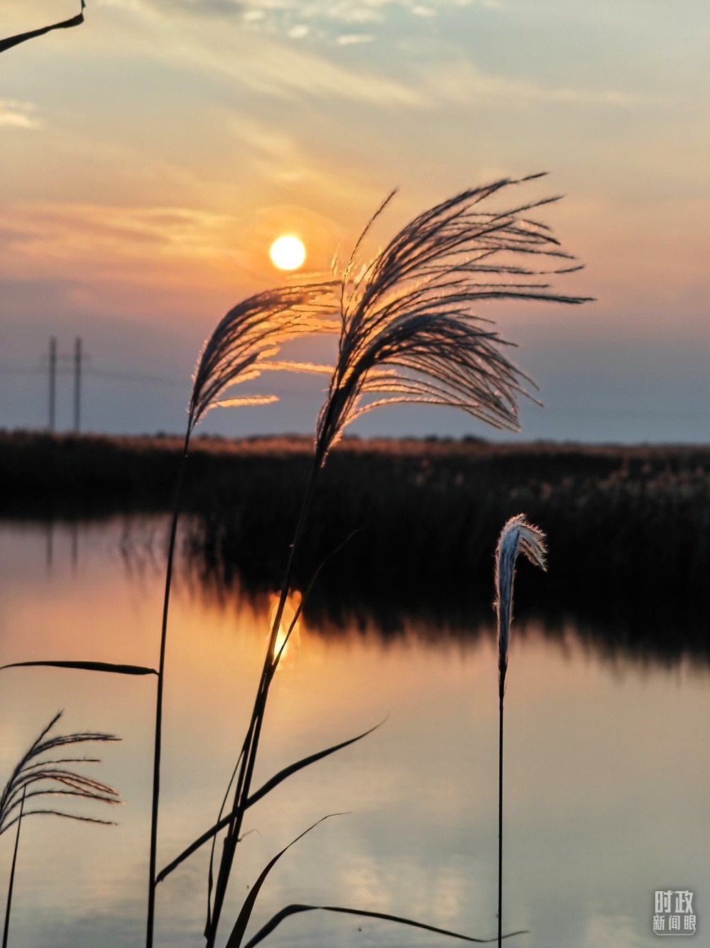 2021年10月，習近平赴山東東營考察黃河入?？凇｜S河三角洲濕地，蘆葦飄蕩。（總臺央視記者彭漢明拍攝）