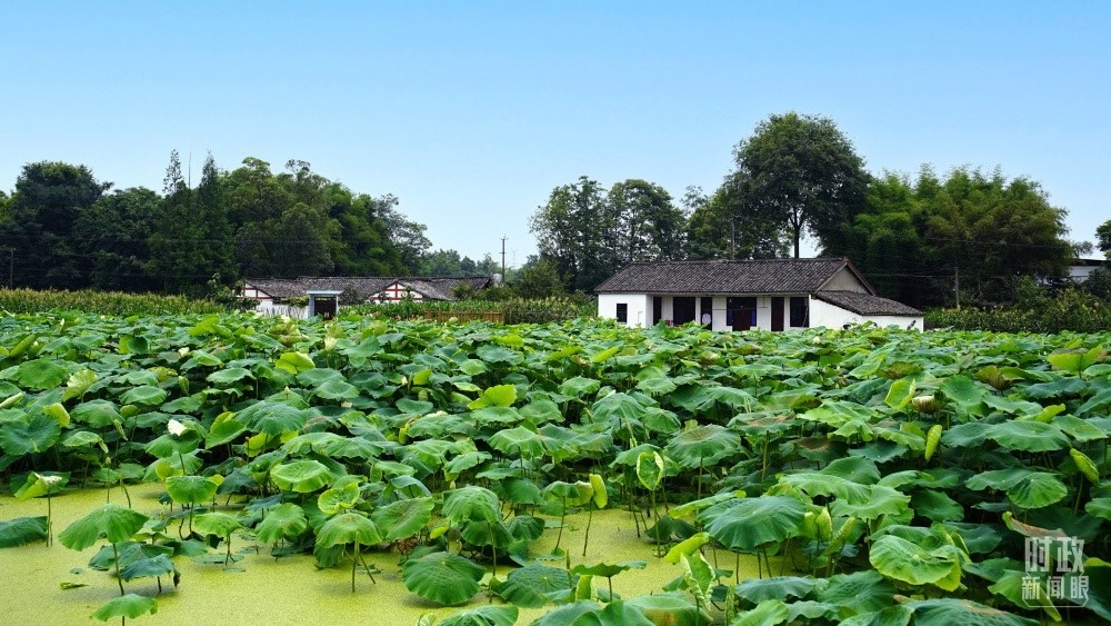 四川眉山，永豐村荷塘。2022年6月，習近平曾到此調研鄉(xiāng)村振興情況。（總臺央廣記者潘毅拍攝）