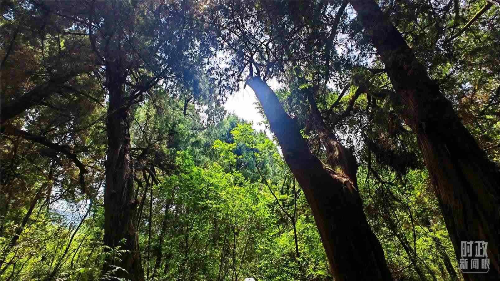 △翠云廊內(nèi)，古柏郁郁蔥蔥。（總臺央視記者程鋮拍攝）