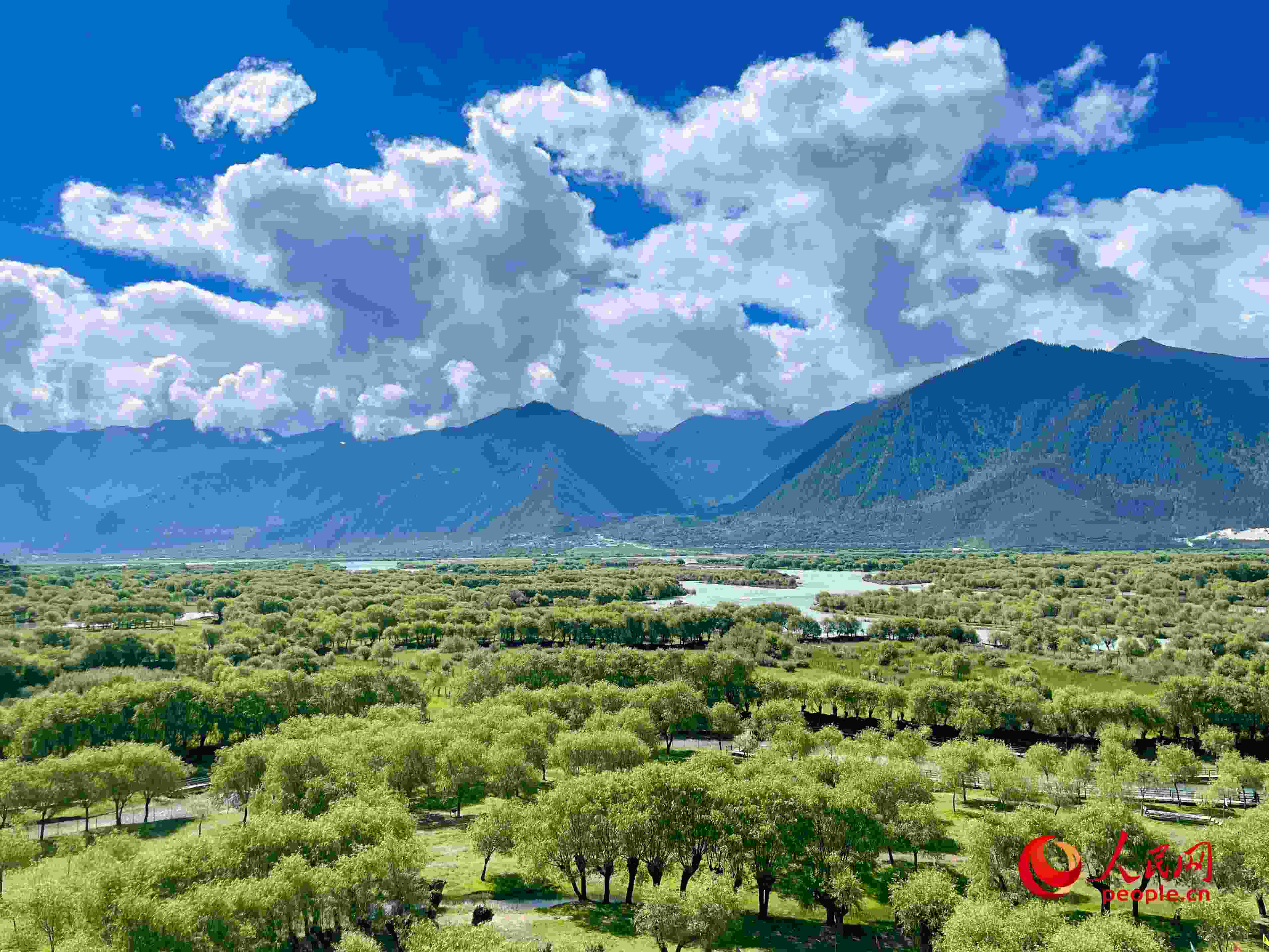 夏日的雅尼國家濕地公園生機盎然，如詩如畫。人民網 周靜圓攝