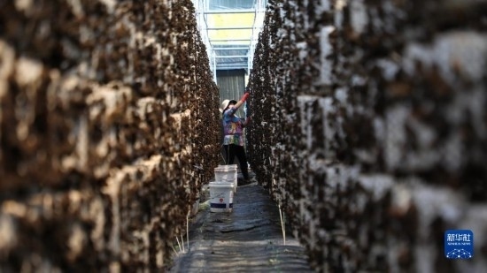 7月29日，在卓尼縣納浪鎮(zhèn)納浪村黑木耳種植基地，農(nóng)戶在采摘黑木耳。