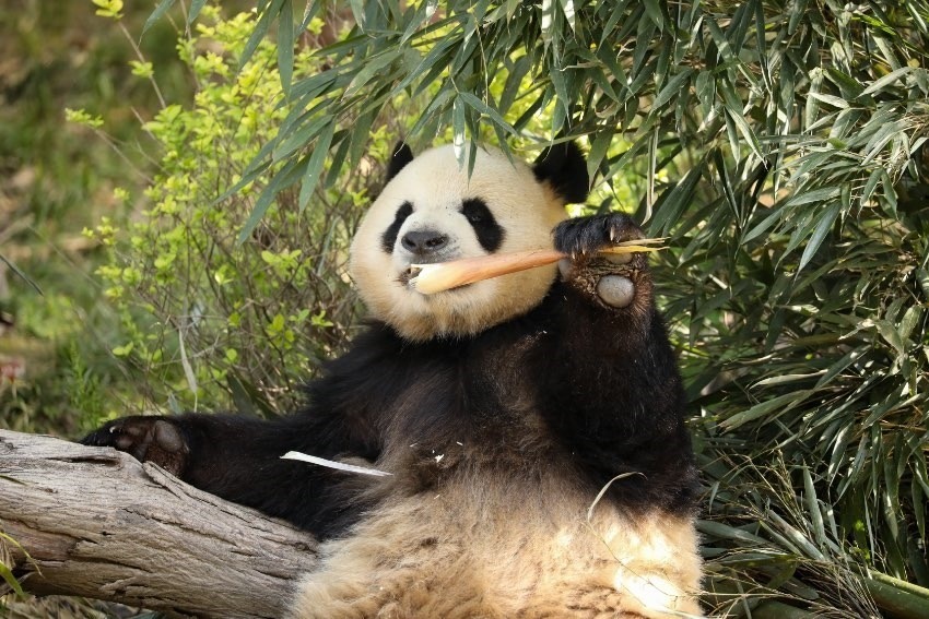 大熊貓“芝麻”。成都大熊貓繁育研究基地供圖