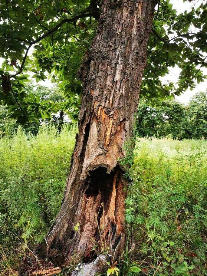 圖為2021年10月拍攝的秦嶺北麓百年板栗古樹遭破壞情況。人民網(wǎng)記者 吳超攝