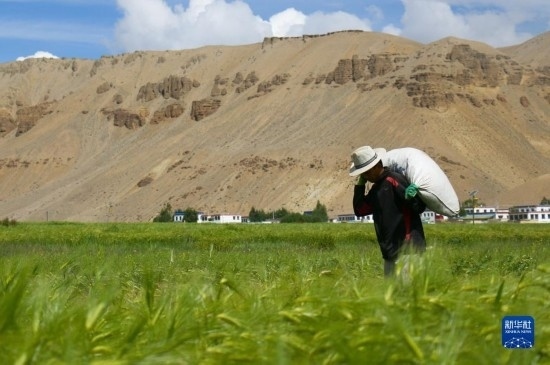 8月12日，西藏阿里地區(qū)普蘭縣赤德村村民在青稞田里勞作。