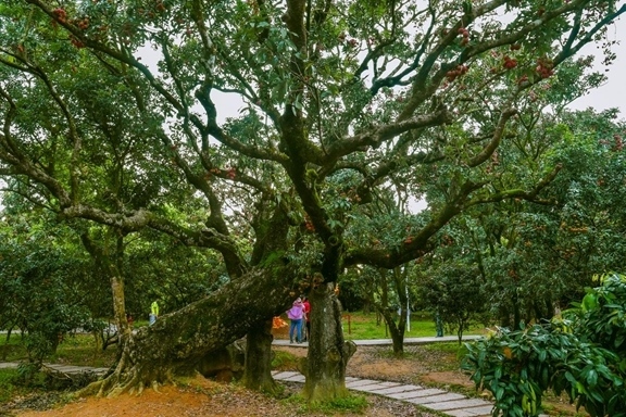 高州市根子鎮(zhèn)柏橋村古荔枝種植園。丘立賀攝
