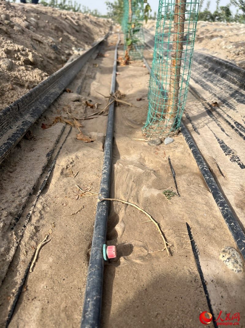 水肥一體化滴灌技術(shù)，可極大節(jié)約用水量。人民網(wǎng)記者 常雪梅攝