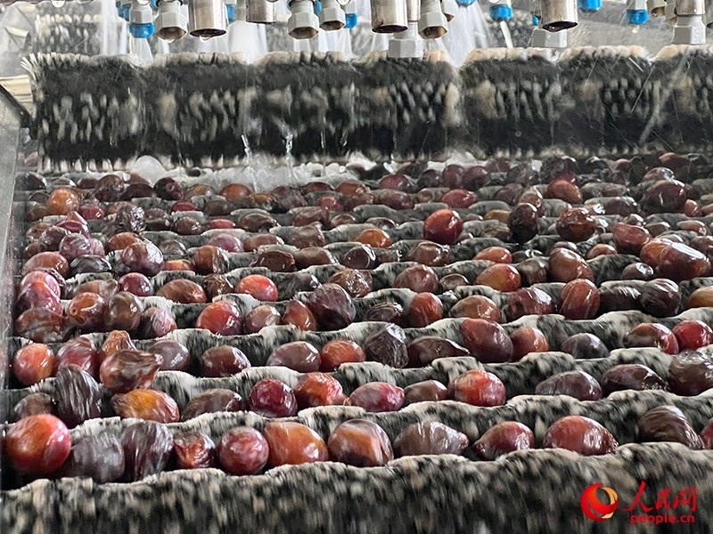 清洗西梅。人民網(wǎng)記者 常雪梅攝