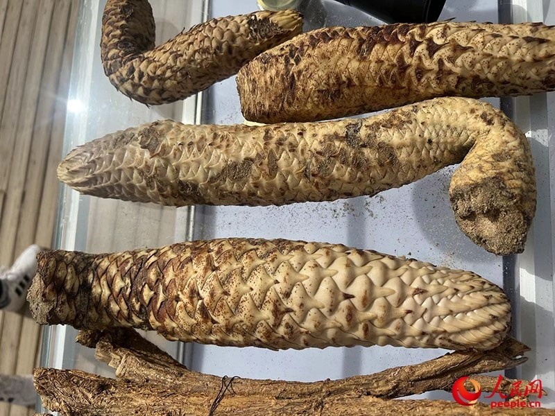 林下經(jīng)濟(jì)作物肉蓯蓉。人民網(wǎng)記者 常雪梅攝