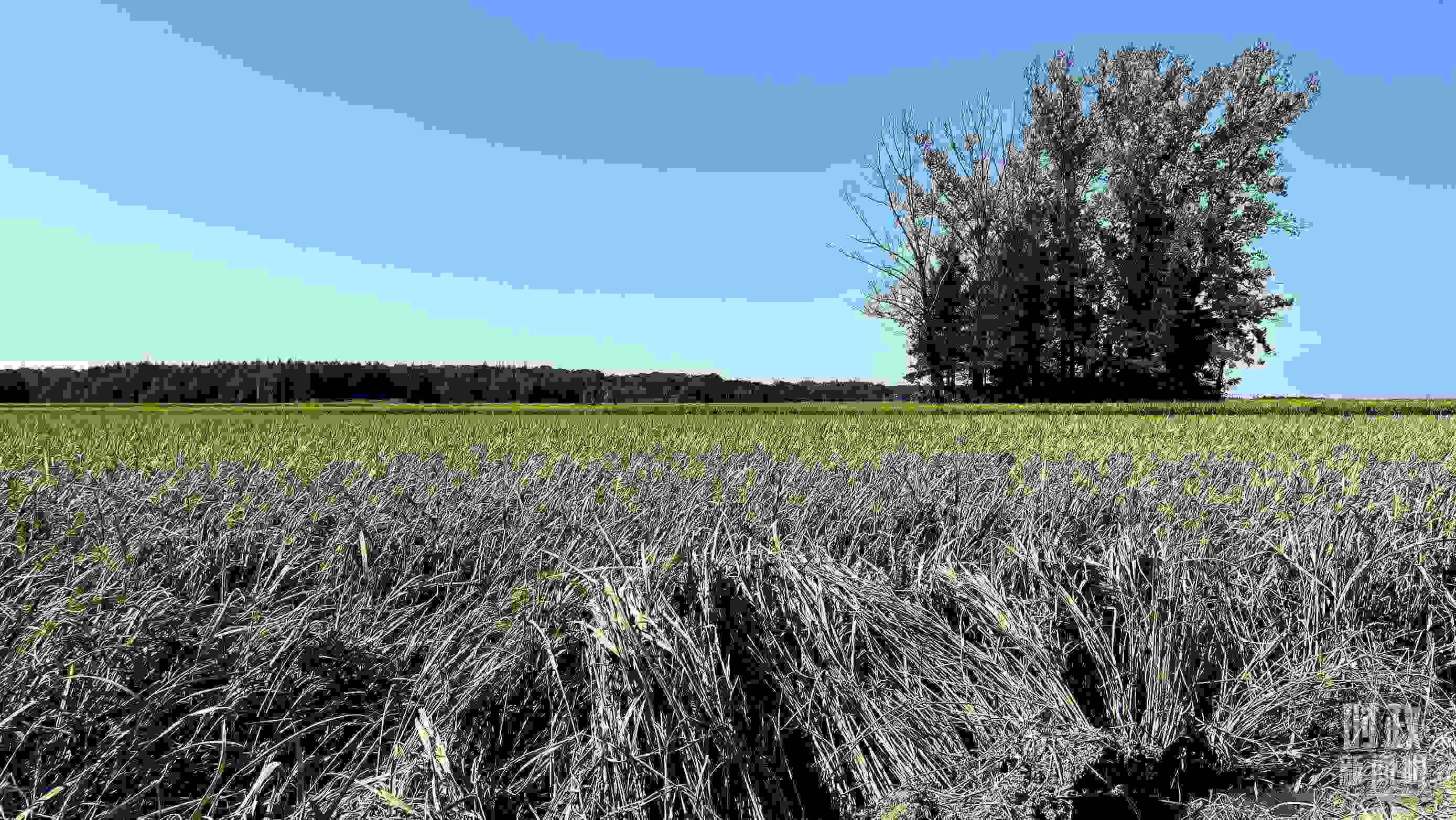 △龍王廟村遭受洪澇災(zāi)害的農(nóng)田。（總臺(tái)央視記者邢彬拍攝）