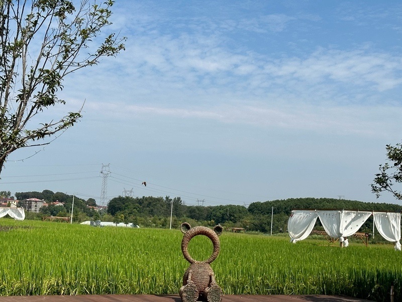 林語(yǔ)未來(lái)村打造農(nóng)家畈田園綜合體。人民網(wǎng) 王紹紹攝