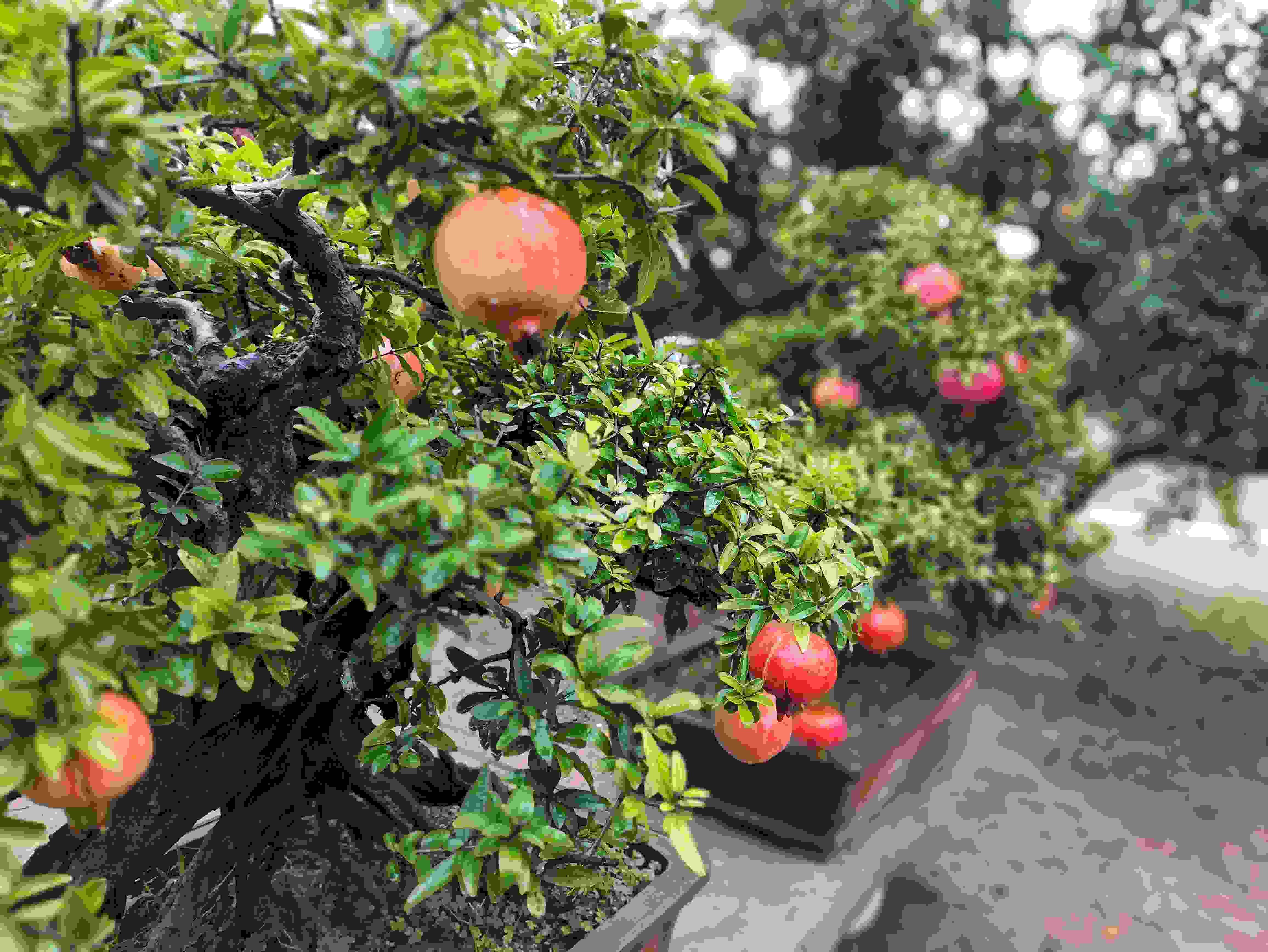 △石榴的發(fā)展帶動了當(dāng)?shù)厥衽杈爱a(chǎn)業(yè)。（總臺央視記者鐘信偉拍攝）