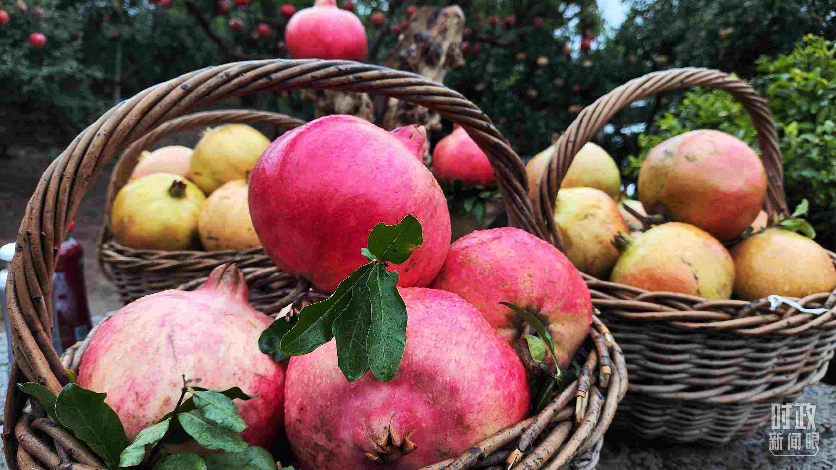 △種植園內(nèi)新鮮采摘的石榴。（總臺(tái)央視記者鐘信偉拍攝）