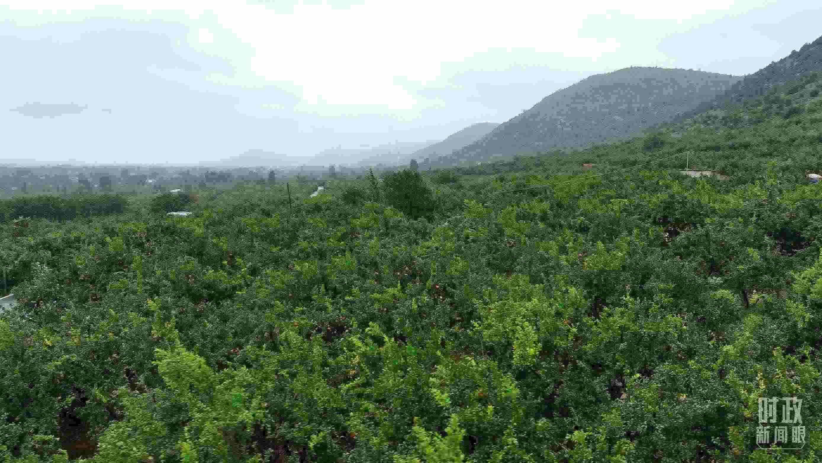 △山東棗莊冠世榴園。（總臺(tái)記者韓森、張鵬拍攝）