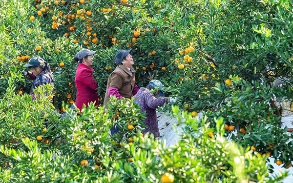 農(nóng)戶在果園中采摘果實(shí)。湖南省石門縣融媒體中心 唐亞翔攝