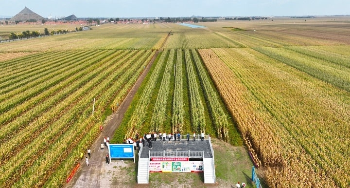 在遼寧省鐵嶺縣蔡牛鎮(zhèn)，外地農(nóng)民到張莊玉米合作社的大田里學(xué)習(xí)玉米選種和栽種技術(shù)（2023年9月26日攝，無人機(jī)照片）。新華社記者 楊青 攝